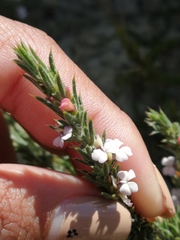 Muraltia longicuspis