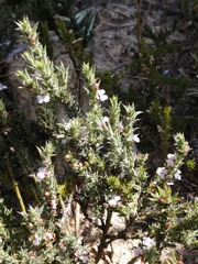Muraltia longicuspis