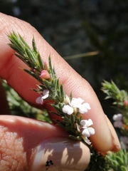 Muraltia longicuspis