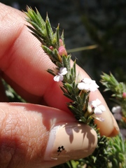 Muraltia longicuspis