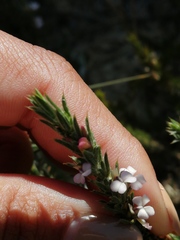 Muraltia longicuspis