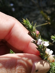 Muraltia longicuspis