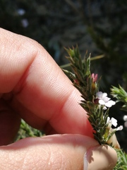 Muraltia longicuspis