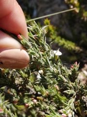 Muraltia longicuspis