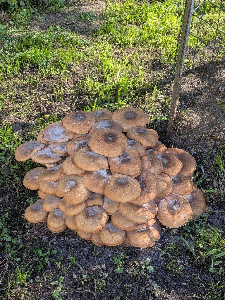 Armillaria mellea · December 2025 · photo: © m_angustirostris (iNaturalist, cc-by)