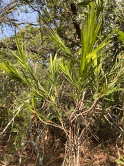Styphelia longifolia