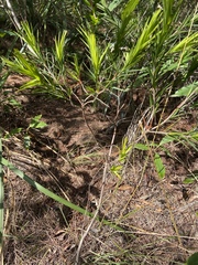 Styphelia longifolia