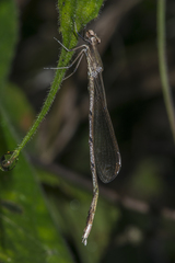 Lestes nodalis