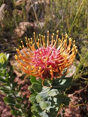 Leucospermum