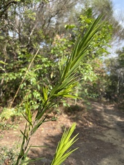 Styphelia longifolia