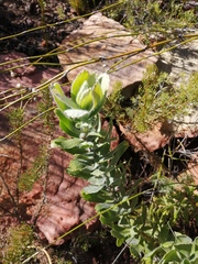 Leucospermum