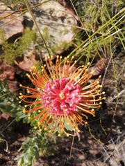 Leucospermum
