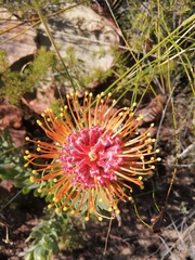 Leucospermum