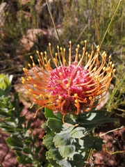 Leucospermum