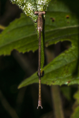 Lestes nodalis