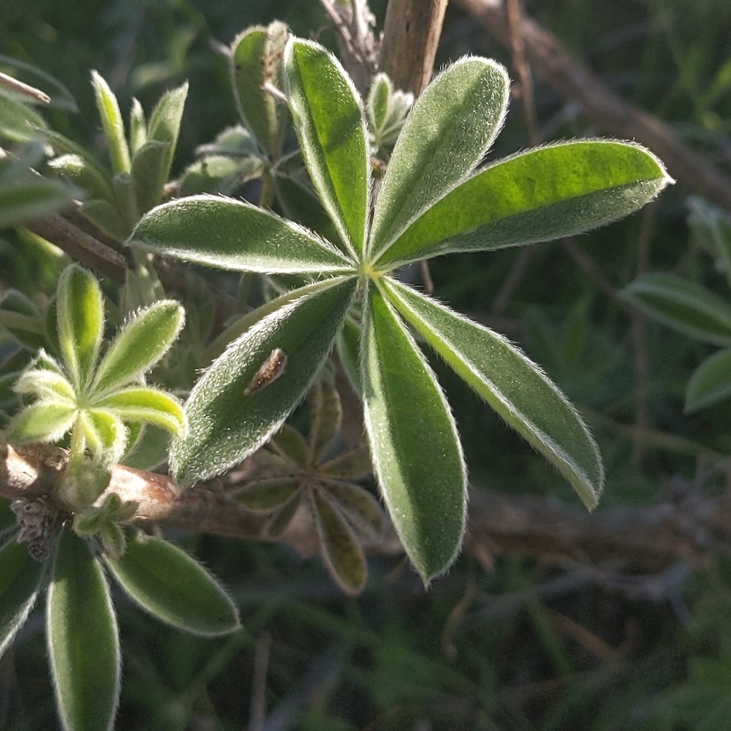 Lupinus longifolius; photograph author not stated, no rights reserved