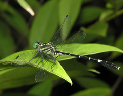 Euthygomphus yunnanensis
