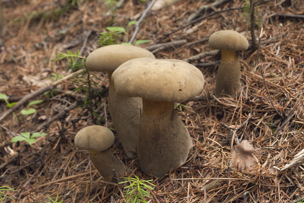 Psiloboletinus