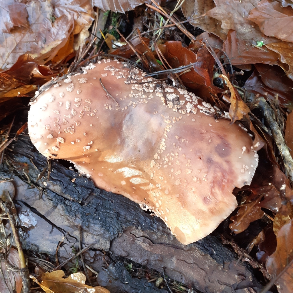 Amanita rubescens · December 2025 · photo: © bogsuckers (iNaturalist, cc-by)
