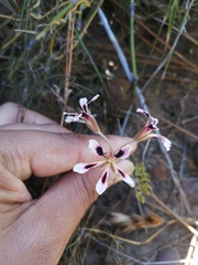 Pelargonium trifoliolatum
