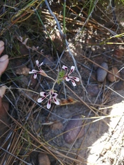 Pelargonium trifoliolatum