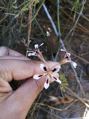 Pelargonium trifoliolatum