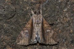 Ercheia