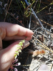 Pelargonium trifoliolatum