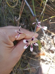 Pelargonium trifoliolatum