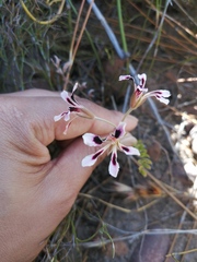 Pelargonium trifoliolatum