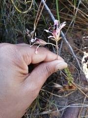Pelargonium trifoliolatum