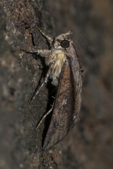 Ercheia