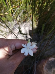 Thereianthus ixioides