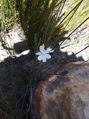 Thereianthus ixioides