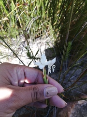 Thereianthus ixioides
