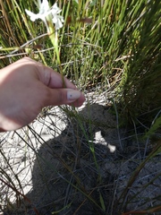 Thereianthus ixioides