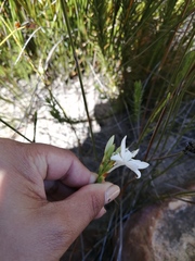 Thereianthus ixioides