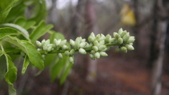 Polyscias floccosa image