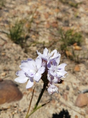 Thereianthus ixioides