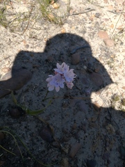 Thereianthus ixioides