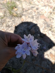 Thereianthus ixioides