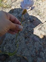 Thereianthus ixioides