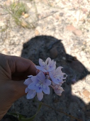 Thereianthus ixioides