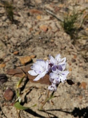 Thereianthus ixioides