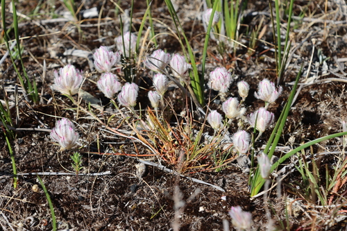 hairy heads (Ptilotus erubescens)