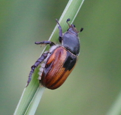Anisoplia austriaca