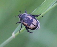 Anisoplia austriaca