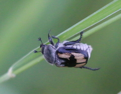 Anisoplia austriaca
