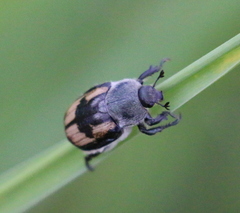 Anisoplia austriaca