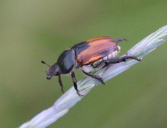 Anisoplia austriaca